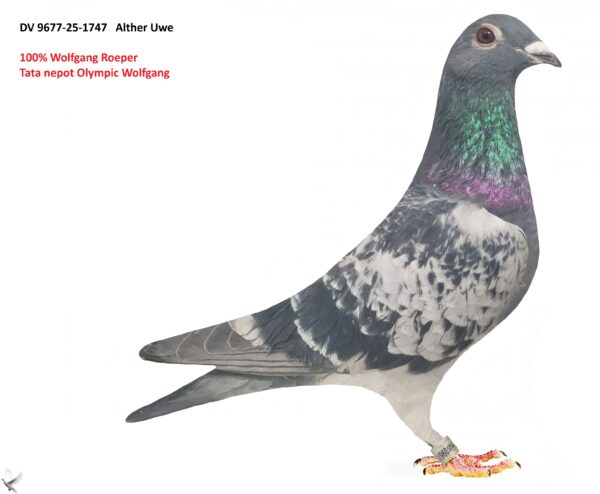 DV 9677-25-1747 Femela Uwe Alther Wolfgang Roeper