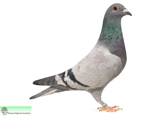 DV 9677-25-1768 Femela Uwe Alther Gebr. Kokartis