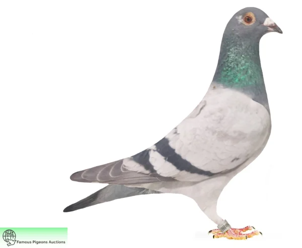 DV 9677-25-1780 Femela Uwe Alther Gunter Prange