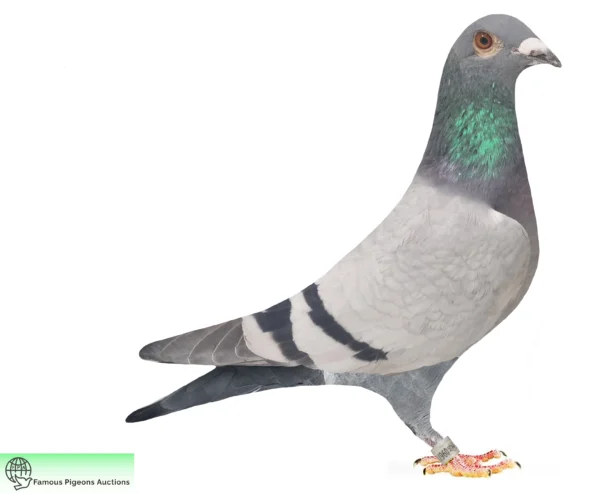 DV 9677-25-1810 Uwe Alther Homberg Drapa/Jos Cools