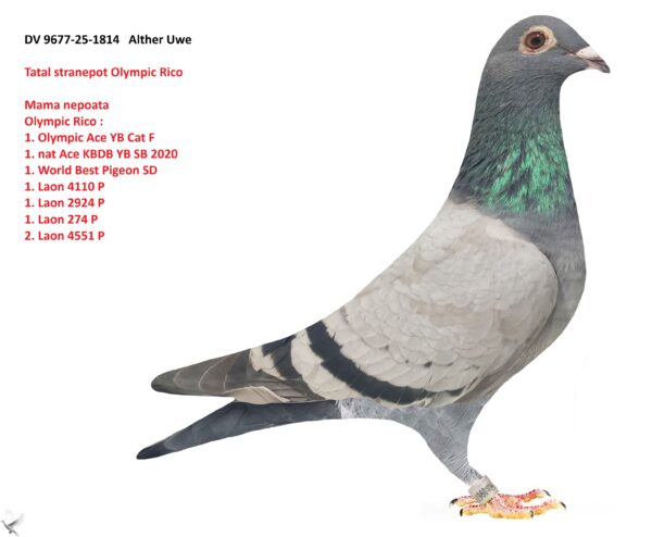 DV 1814-25-1814 Femela Consangvina Olympic Rico