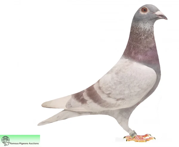 DV 9677-25-1815 Mascul UWE Alther  Gunter Prange consangvin "520" 7x locul 1