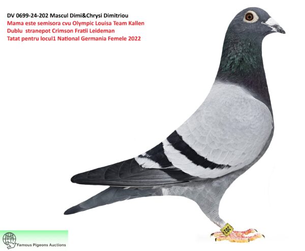 DV 0699-24-202  Mascul mama este semisora cu Olympic  Louisa Team Kallenn,Dublu stranepot Crimoson