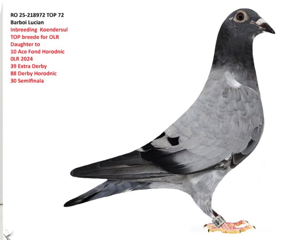 218972 bun RO 25-218972 TOP 72 Barboi Lucian Inbreeding Koendersul TOP breede for OLR Daughter to 10 Ace Fond Horodnic 0LR 2024 39 Extra Derby 88 Derby Horodnic 30 Semifinala