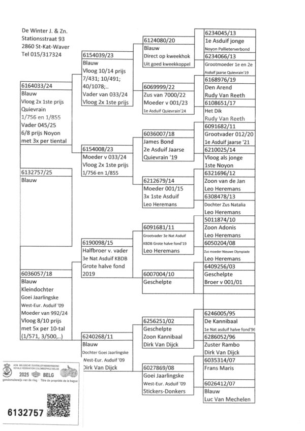 BE 6131757 2025 Mascul Orig. De Winter Jos & Son tata castigator de 2 locuri 1 Rudy Van Reeth / Leo Heremans, mama super reproducatoare  Kannibaal Van Dick/ Leo Heremans