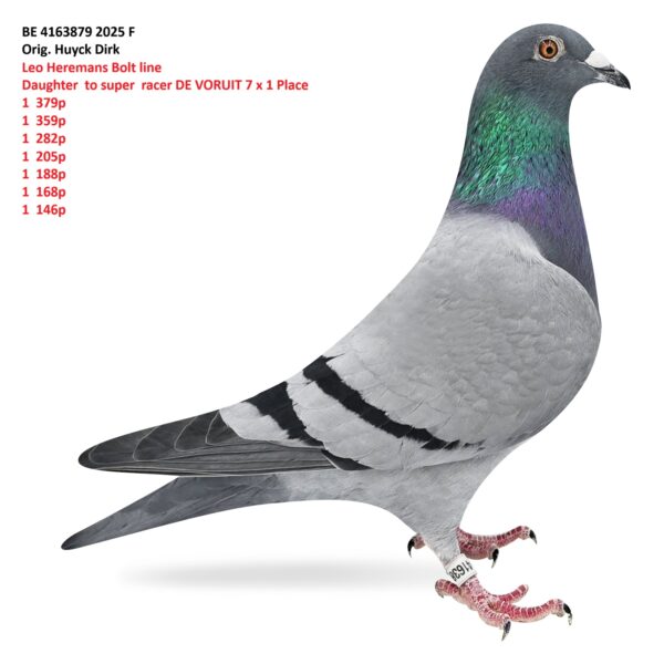 BE 4163879 2025 Femela Originala Huyck Dirk Fiica din De Vooruit &x Locul 1 Leo Heremans Line