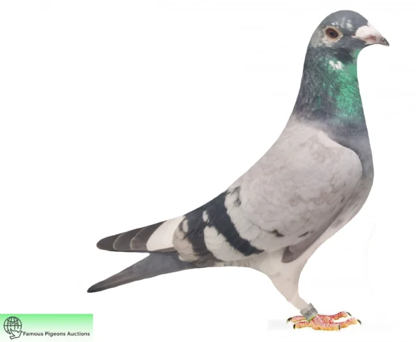 DV 9835-25-527 Femela Uwe Alther Rainer Puttmann/ Koopman