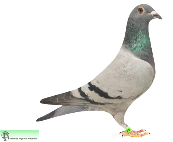 DV 9835-25-531 femela Uwe Alther Rainer Puttmann