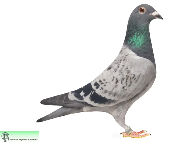 DV 9835-25-533 Uwe Alther Gebr. Kokartis Verstraete