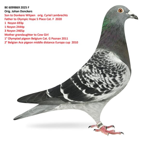 BE 6099869 2025 Femela Orig. Johan Donckers  Sora de tatat cu locul 5 Olympic Hope 2020, 1 Noyon 6930p 1 Noyon  2444p, 3 Noyon 2465p
