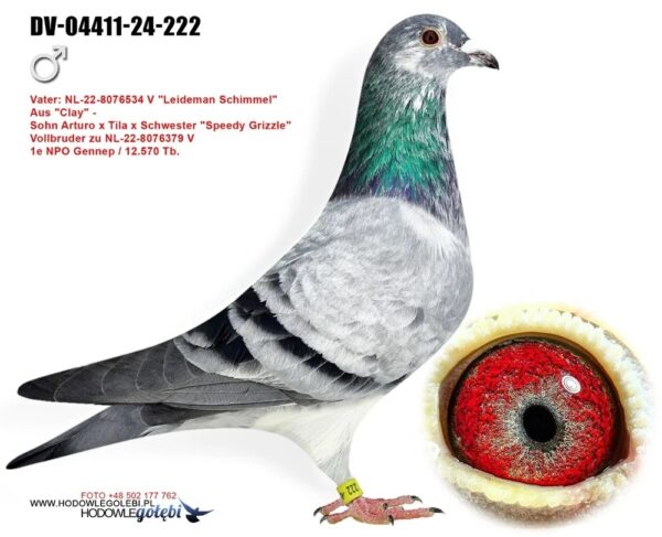 WhatsApp-Image-2025-11-30-at-00.19.20 DV 4411-24-222 Mascul Goed Arturo SG Weber-Kleekamp Grandson to 1.Nat Ace pige WHZB/BoTB Speed / Natour in 2019 5.Prov. Niergnies 10065p 6.Prov. Niergnies 6829p 6. Quievrain 6209p 27. Quievrain 3325p Basketed 4 times in her total career !!!Raced at Eijerkamp Speedy Grizzle is (gr)mother 1.Prov. Ace Young SFG 2022 1.Rudenhausen 6.341p 4.Prov. Ace Allround Afd 8'24 5.Nat. Ace Short-dist. NPO'24 6.Prov. Niergnies 9.870p