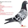 RO 1398926-22/24 Inel VECHI Porumbel 2024 Barboi Lucian Mama este : Sora cu: Miss Maurice  1st Knockou SAMDPR  Winner 2019 Best Pigeon Over 5 HOTSPOTS! And  22 The Final Race! Halfsister to: ”Miss Debbie”   1 Place 2023 530km  PATTAYA OLR  5805p “Sapsan”  Equal 1st, Clocking 9th In Final Race 505km Co Winner Algarve Golden Race 2019 24th Place Thailand Grand Final Pigeon Race 2019