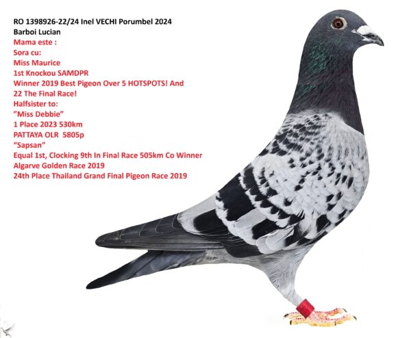 mantel x ihu 22 24 RO 1398926-22/24 Inel VECHI Porumbel 2024 Barboi Lucian Mama este : Sora cu: Miss Maurice 1st Knockou SAMDPR Winner 2019 Best Pigeon Over 5 HOTSPOTS! And 22 The Final Race! Halfsister to: ”Miss Debbie” 1 Place 2023 530km PATTAYA OLR 5805p “Sapsan” Equal 1st, Clocking 9th In Final Race 505km Co Winner Algarve Golden Race 2019 24th Place Thailand Grand Final Pigeon Race 2019