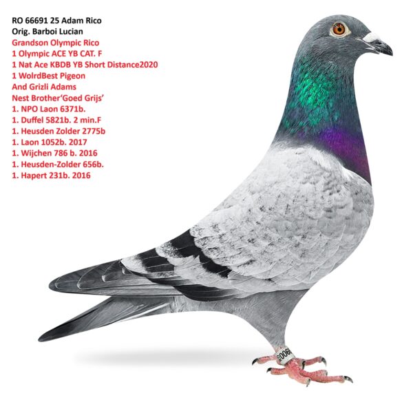 RO 66691 25 Barboi Lucian REPRODUS IN BOXA INDIVIDUALA Nepot Grizly Adams si nepot Olympic Rico 1 Olympic ACE YB CAT. F  1 Nat Ace KBDB YB Short Distance2020  1 WolrdBest Pigeon And Grizli Adams Nest Brother‘Goed Grijs’ 1. NPO Laon 6371b. 1. Duffel 5821b. 2 min.F 1. Heusden Zolder 2775b 1. Laon 1052b. 2017 1. Wijchen 786 b. 2016 1. Heusden-Zolder 656b. 1. Hapert 231b. 2016